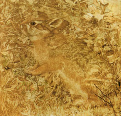 Abbott Thayer, 'Coniglio', in 'Concealing Coloration in the Animal Kingdom' (1909)